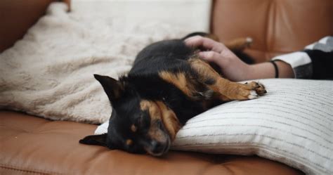 dogs licking teens|A Dog Licking and Smelling a Woman Lying Down .